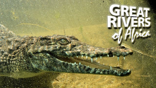 GROA09 - Limpopo river of giants
