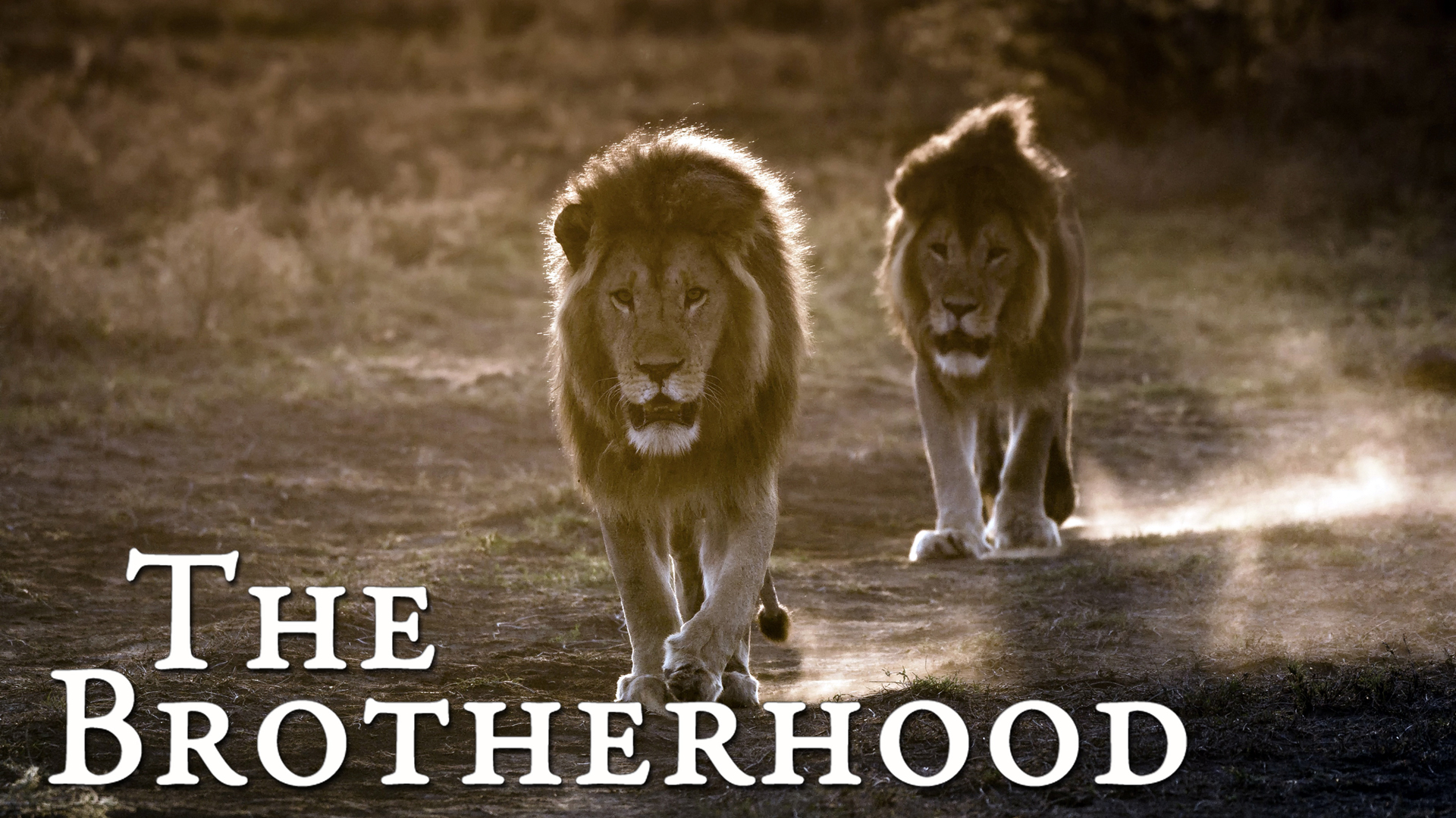 The Brotherhood
