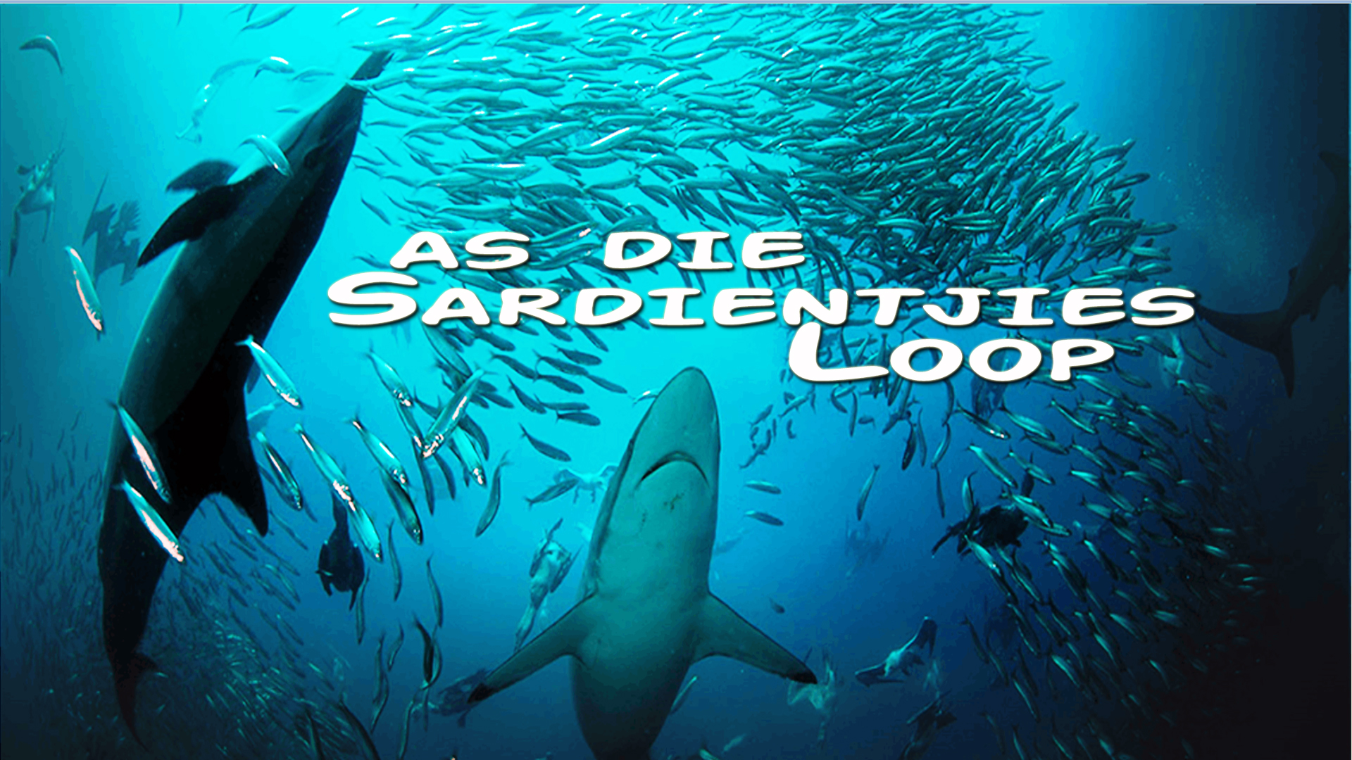 As Die Sardientjies Loop