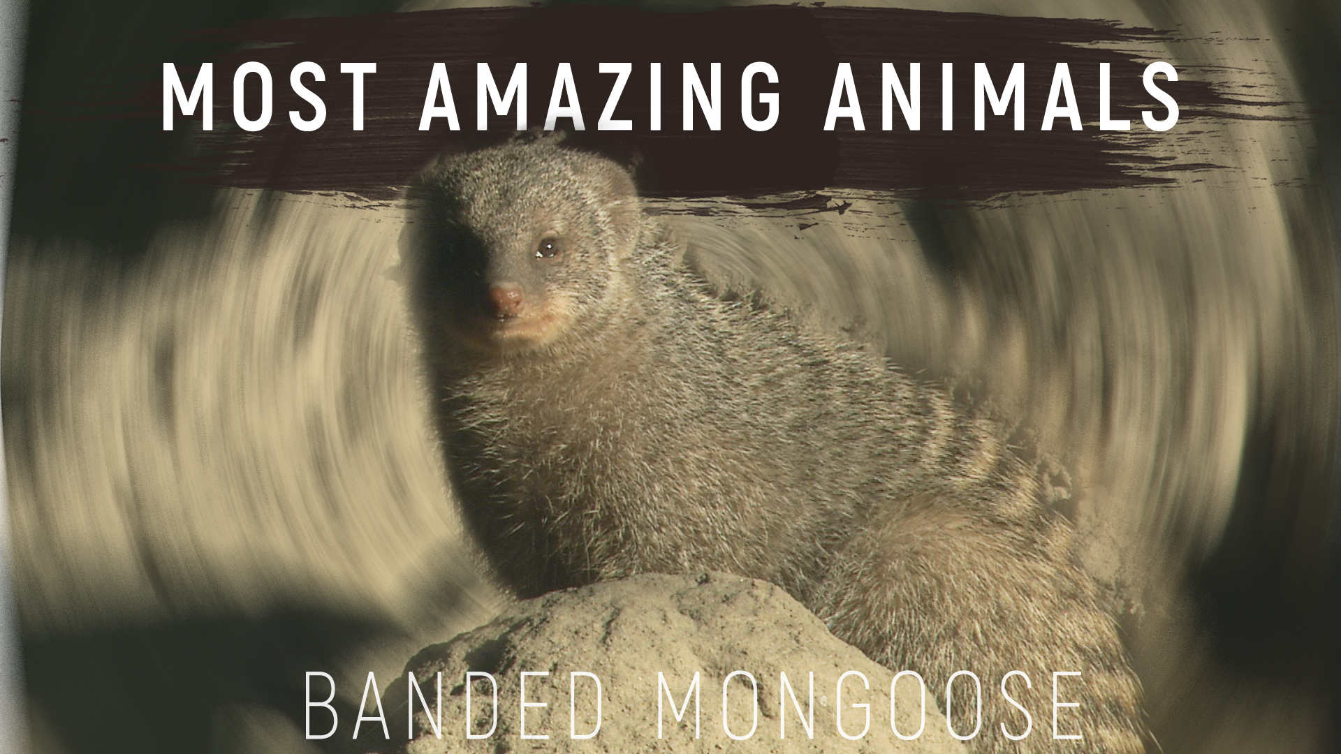MAA01 - Banded Mongoose