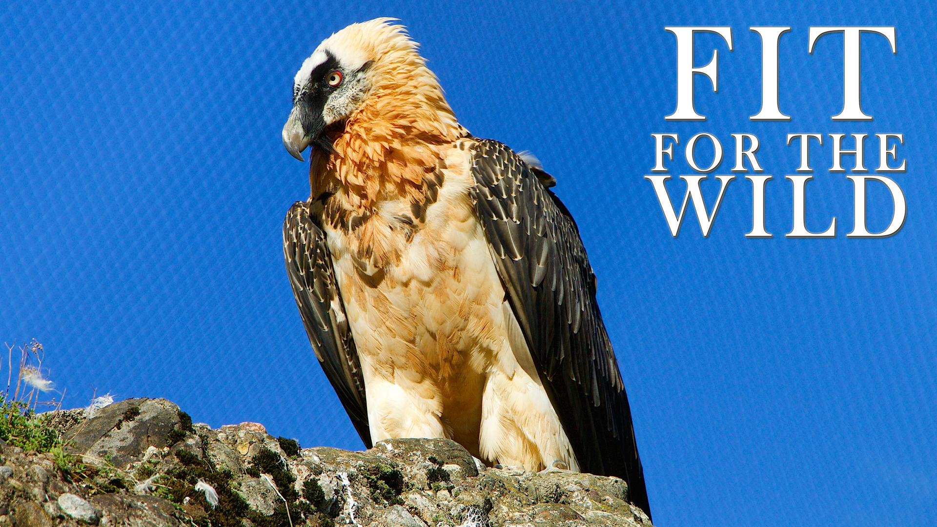 FFW13 - Adapted to the Mountains