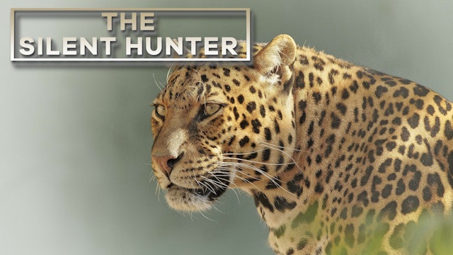 The Silent Hunter