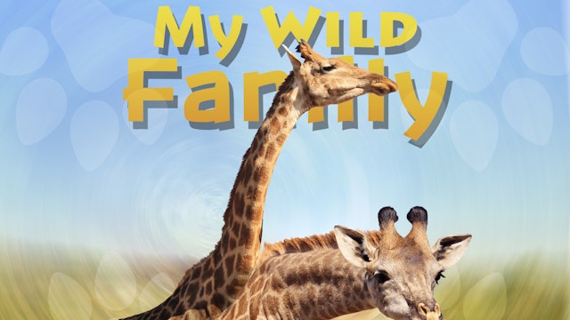 MWF207 - Baby Giraffe