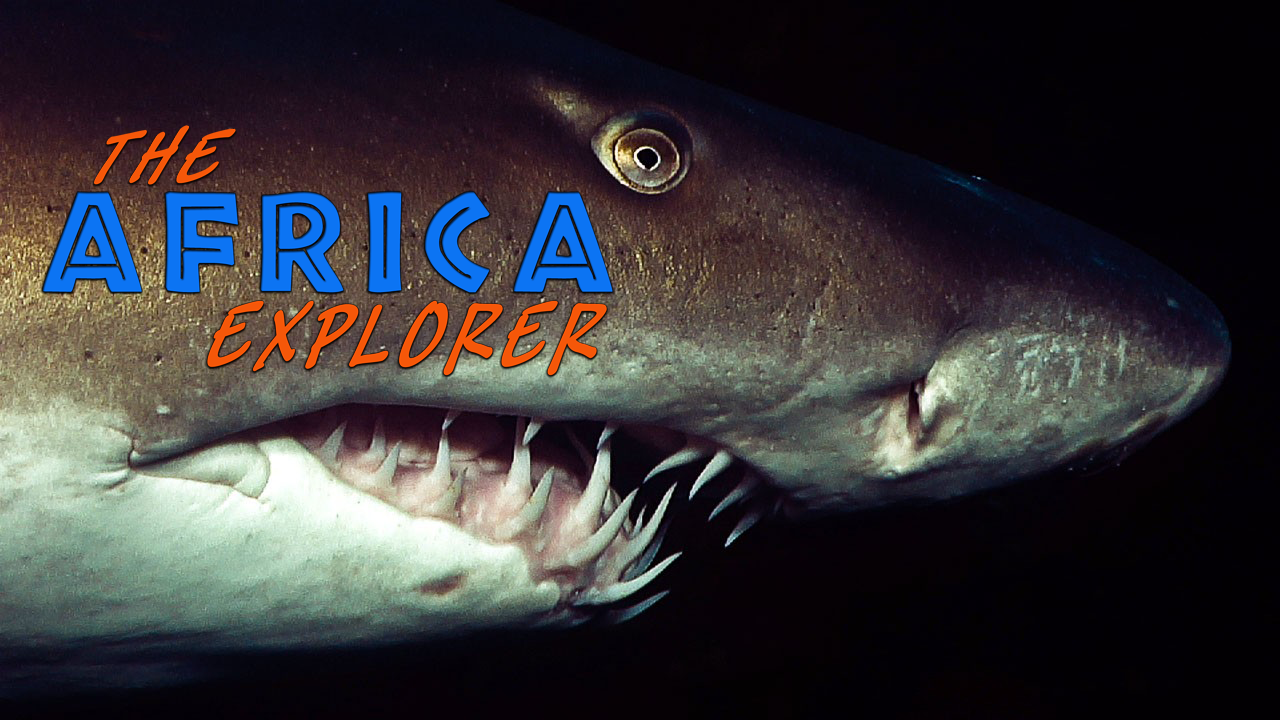 AE07 - The Enigmatic life of Sharks
