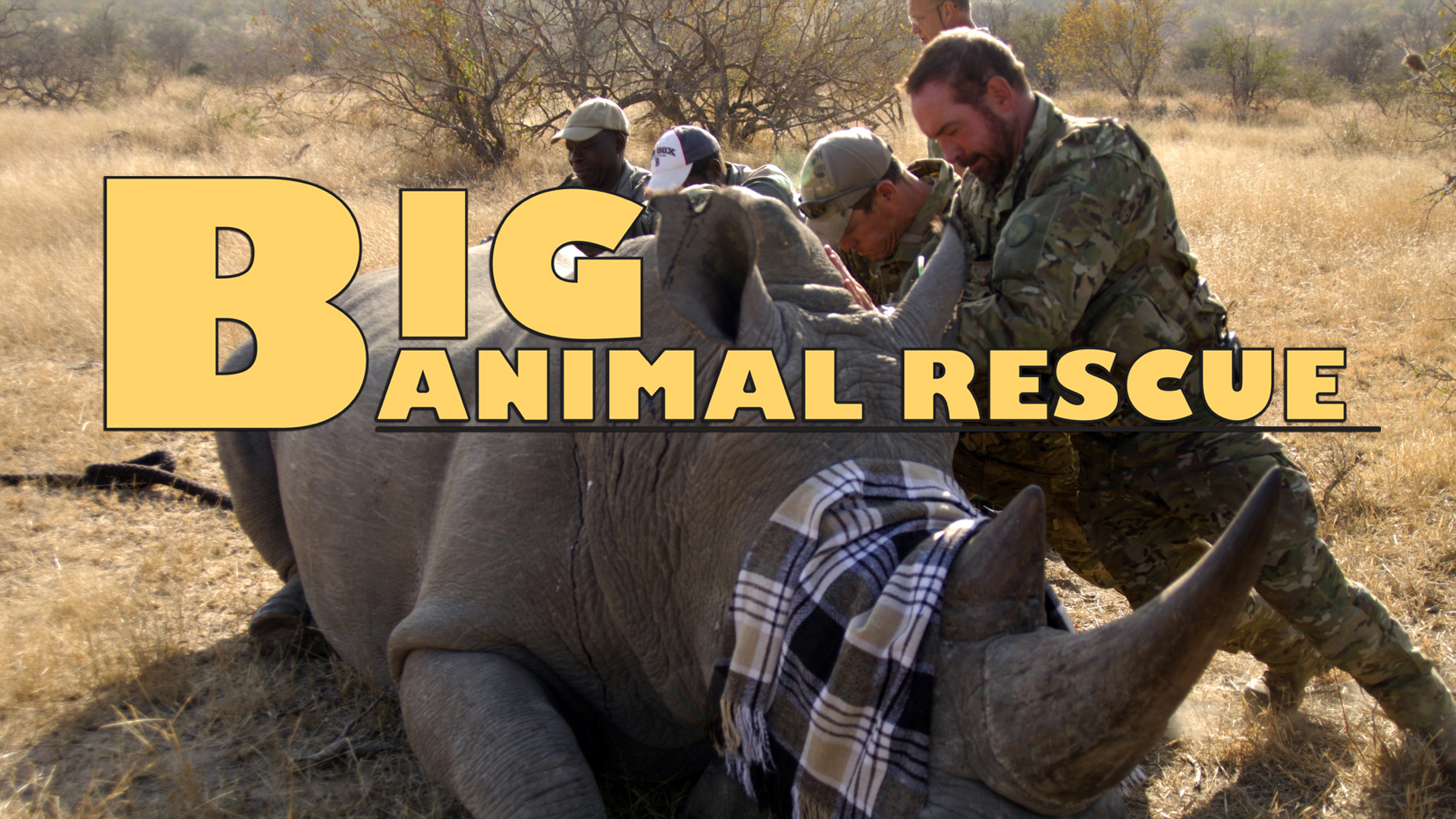 Big Animal Rescue