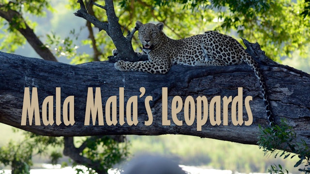 Mala Mala's Leopards