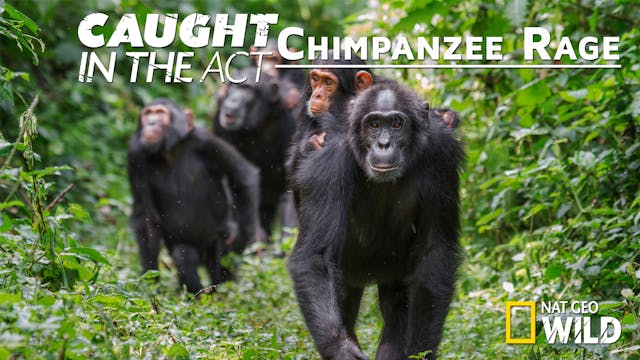 Caught in the Act: Chimpanzee Rage