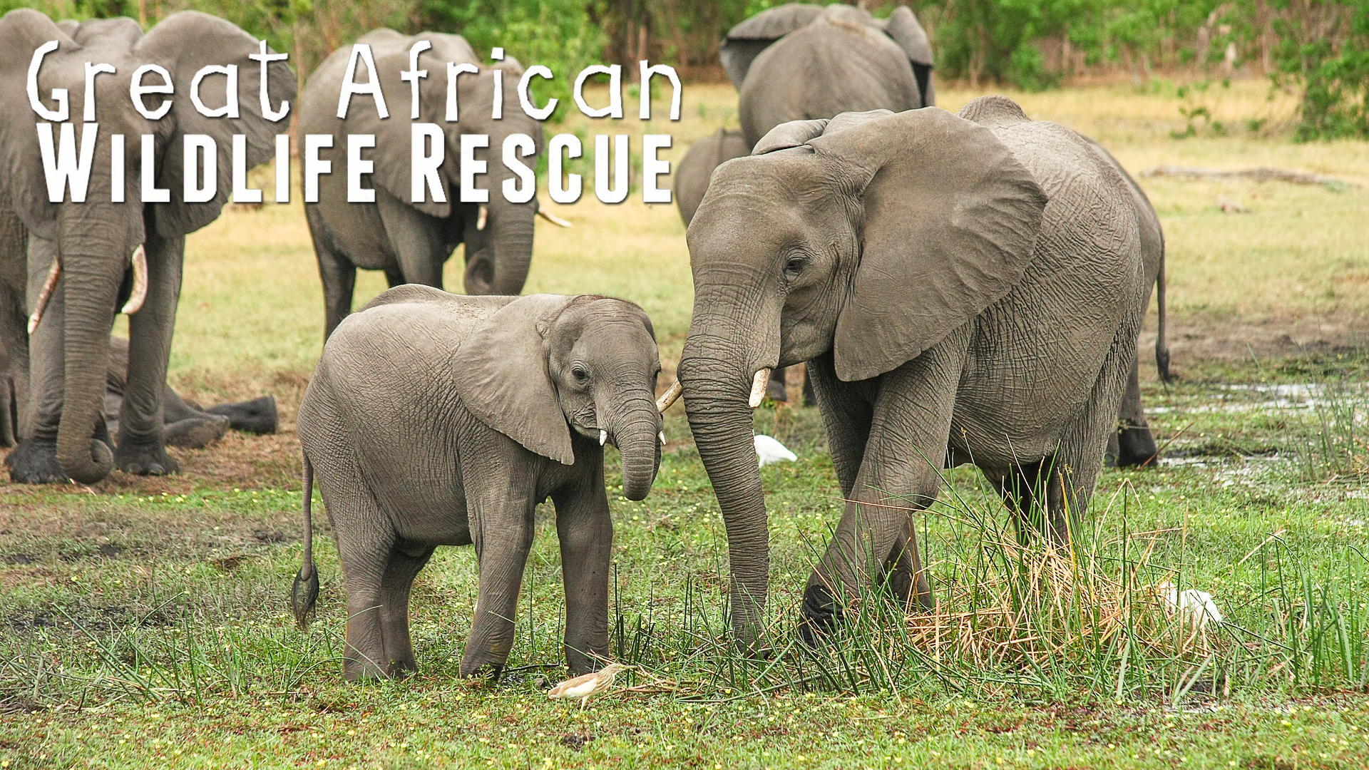 GAWR04 - When Elephants Escape