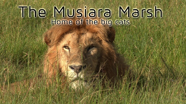 The Musiara Marsh