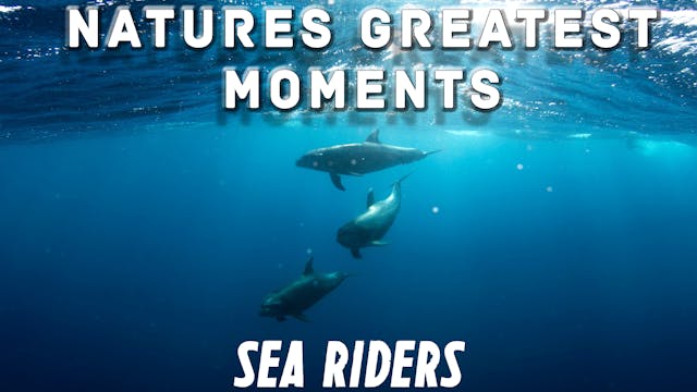 NGM102 - Sea Riders