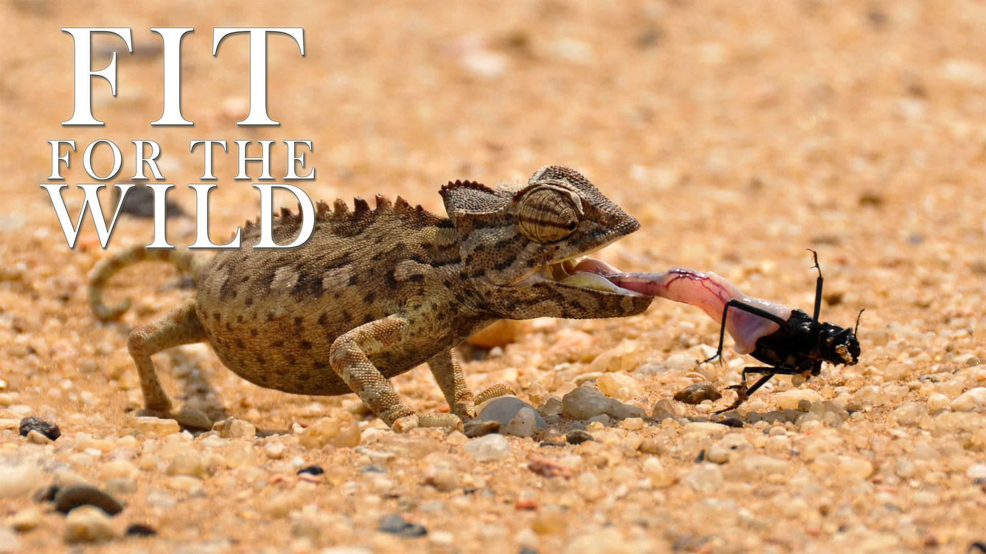 FFW02 - Adapted to the Desert