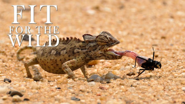 FFW02 - Adapted to the Desert