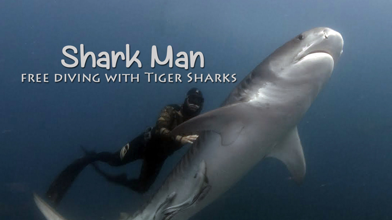 SHARK MAN - 2 - Mark Addison Swimming With Tiger Sharks