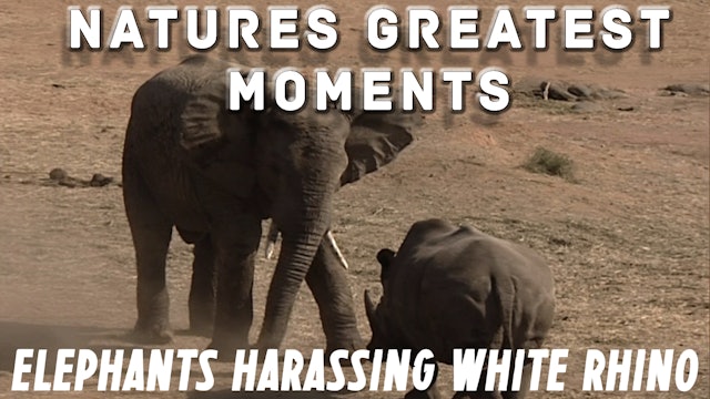 NGM203 - Elephants harassing White Rhino