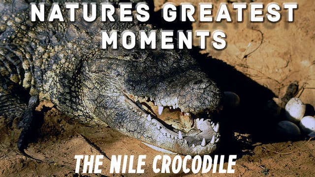 NGM207 - The Nile Crocodile