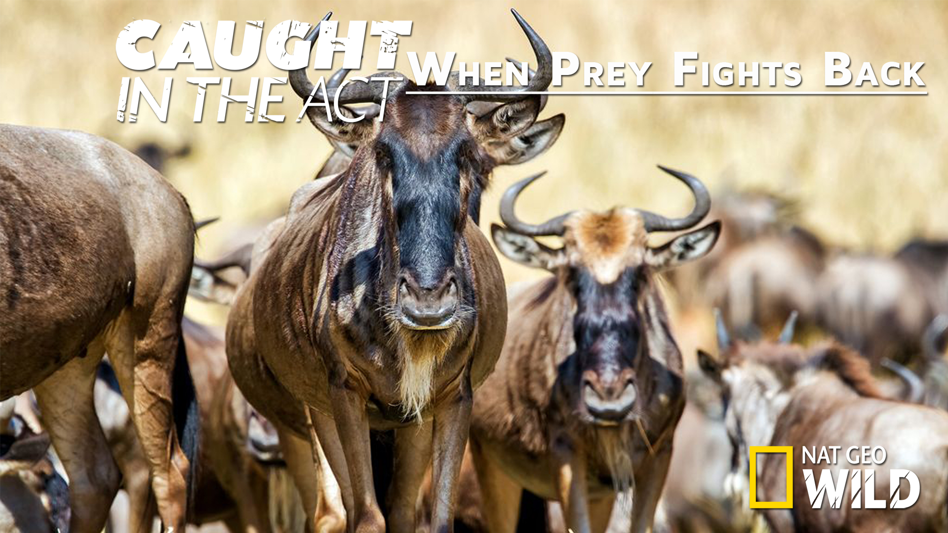 Caught in the Act: When prey fight back.