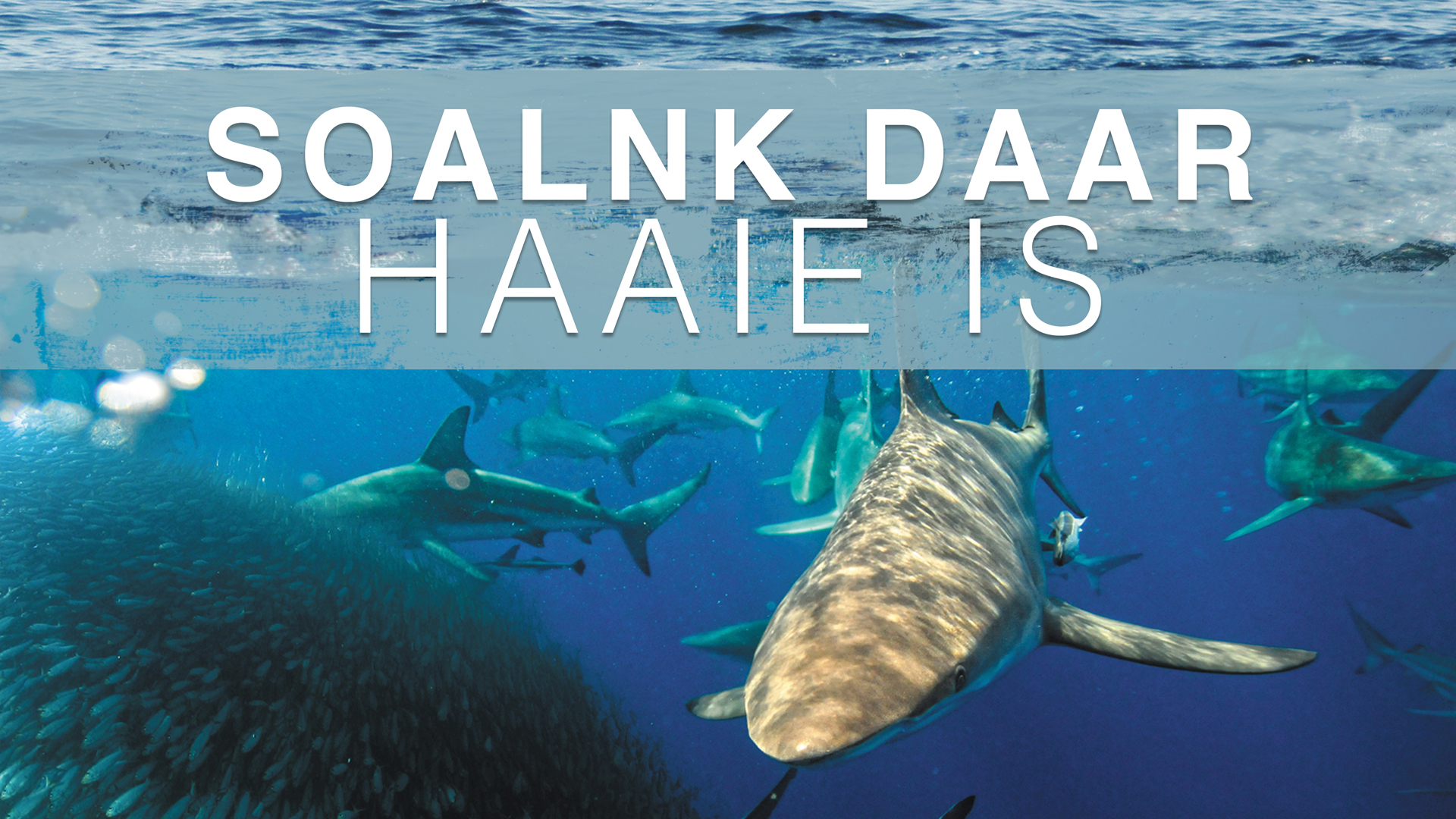 Solank Daar Haaie Is 