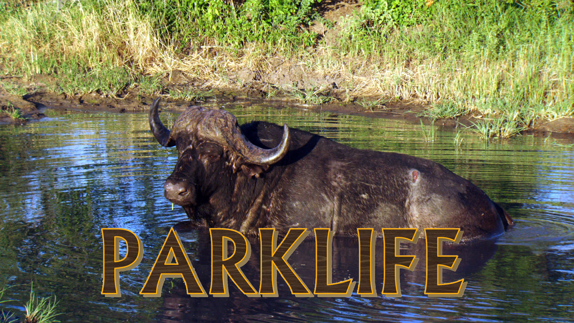 PL09 - TB Buffalo War & Alien Plants