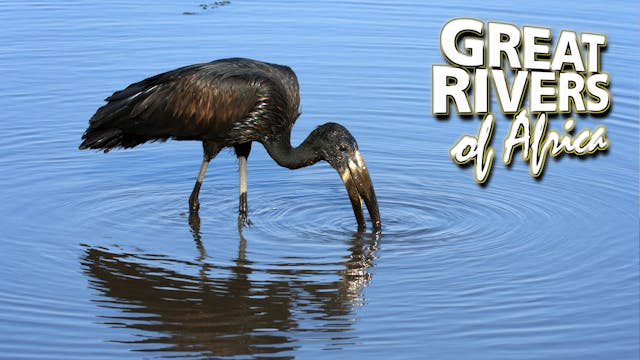 GROA04 - Okavango the miracle river