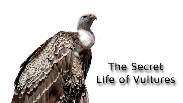 The Secret Life of Vultures