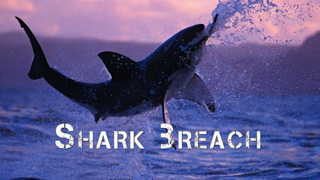 Great White Shark Breach