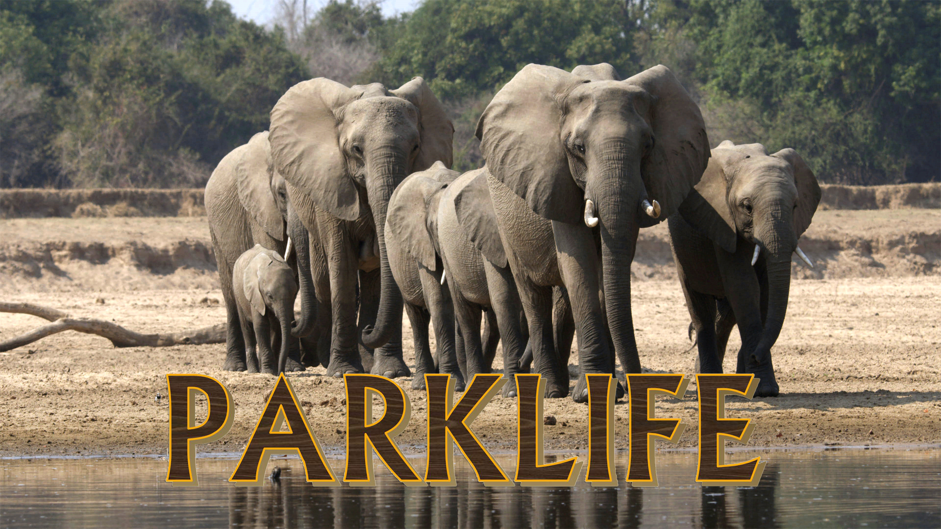 PL13 - Elephant Families & Wahlberg Eagles