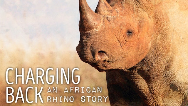 Charging Back : An African Rhino Story.