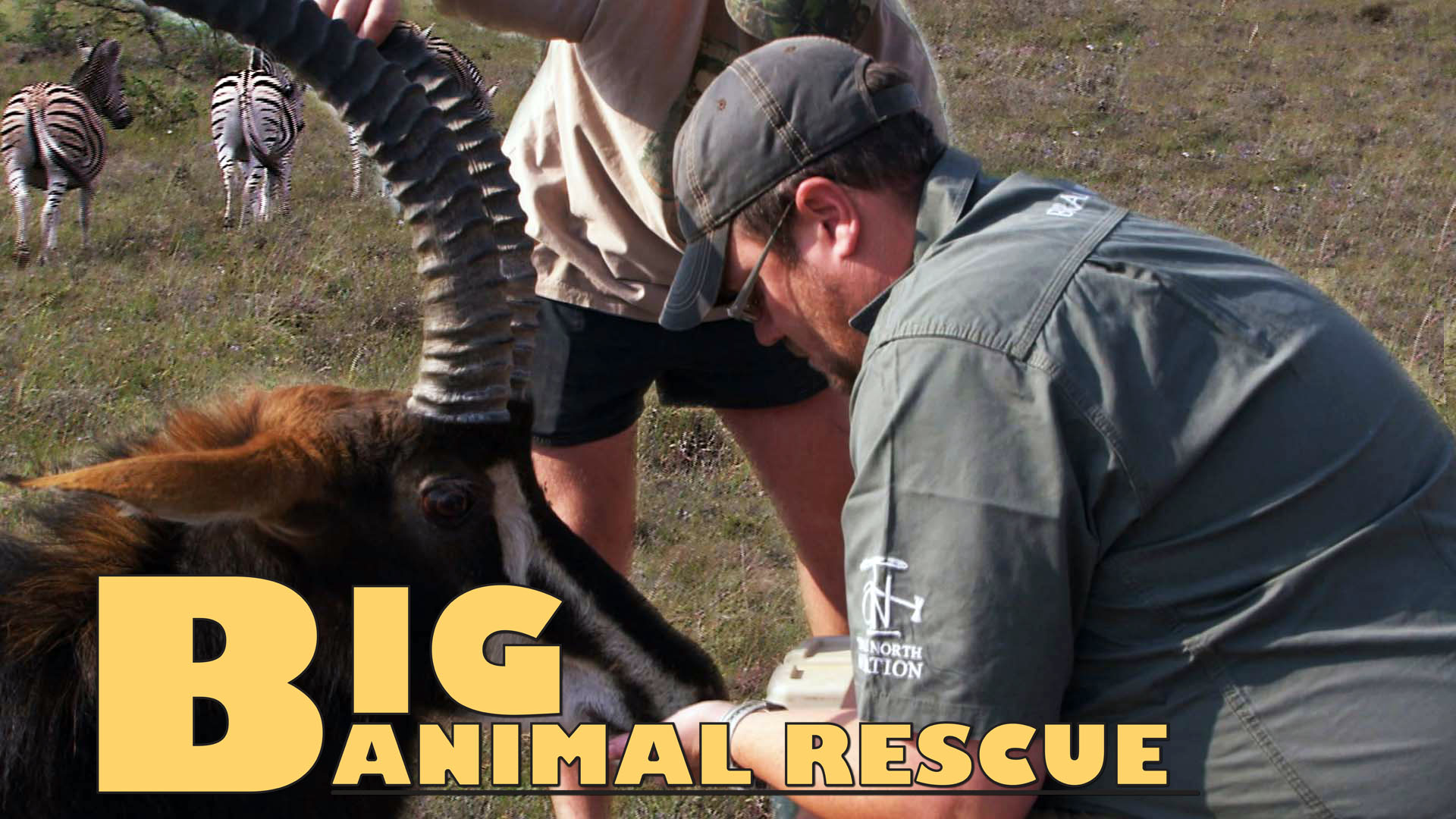 BAR06 - Sable and Zebra Darting