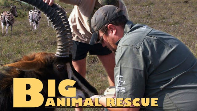 BAR06 - Sable and Zebra Darting