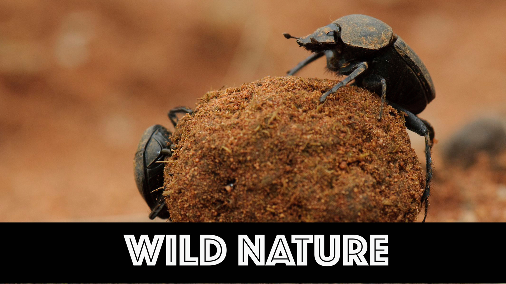 WN08 Dung Beetles Fighting For Balls