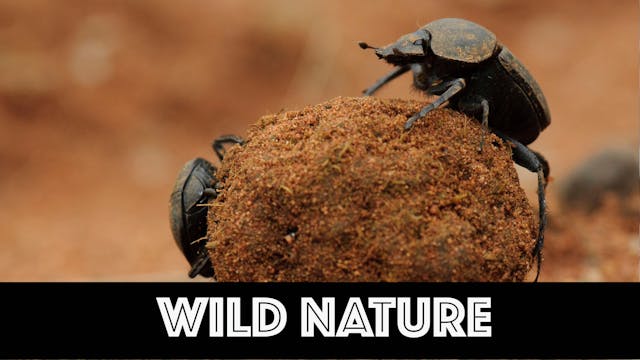 WN08 Dung Beetles Fighting For Balls