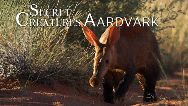 Secret Creatures : Aardvark