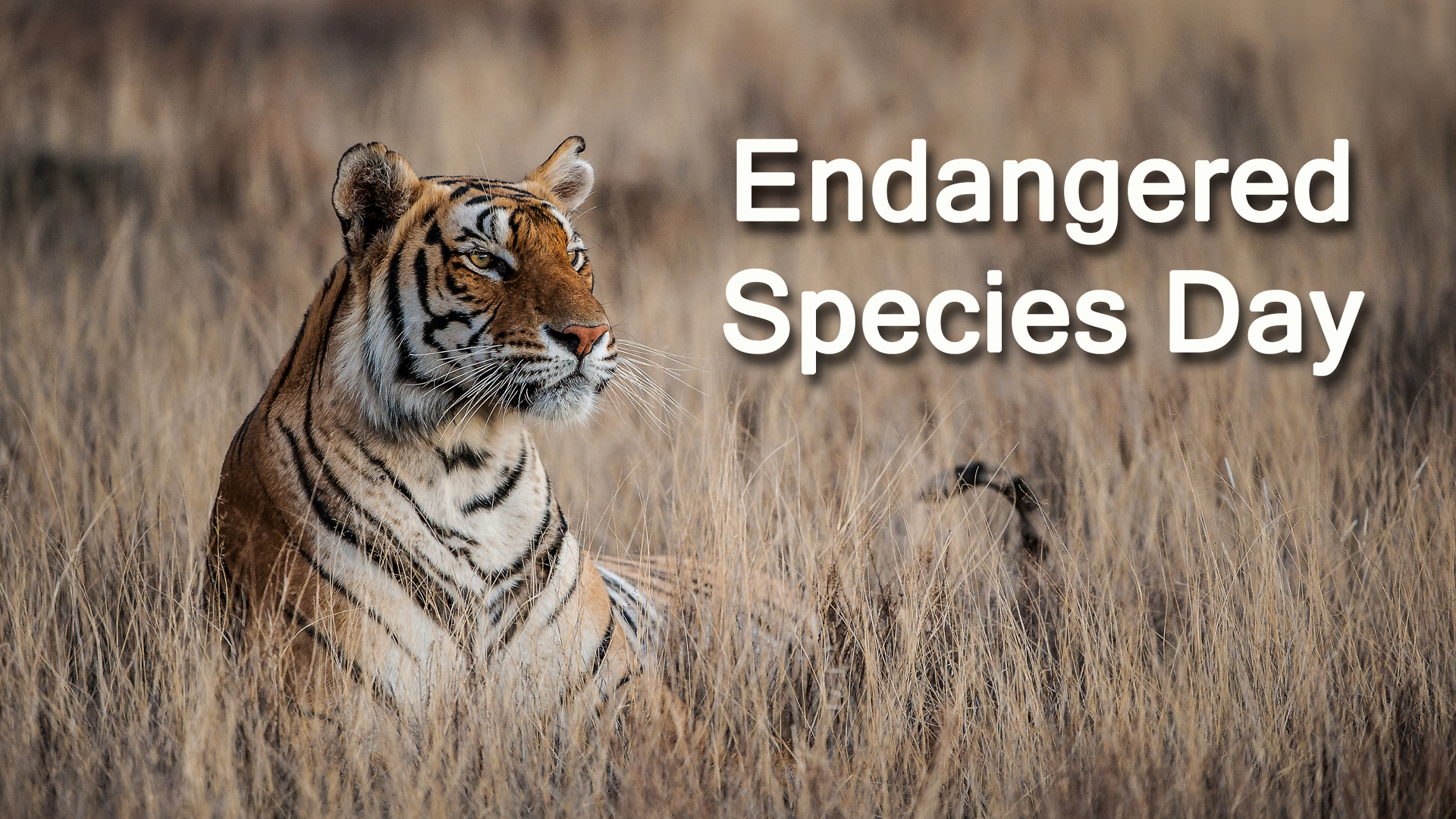 Endangered Species Day