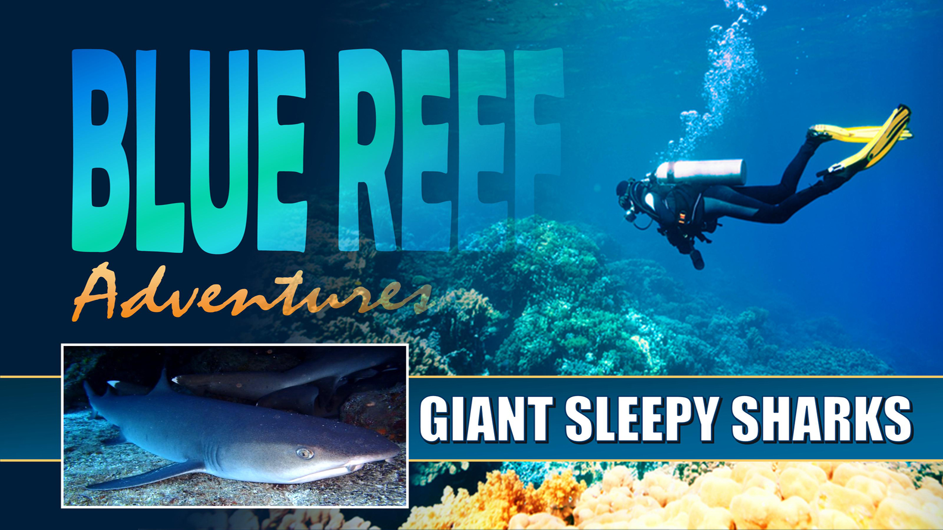 BRA11 - Giant Sleepy Sharks