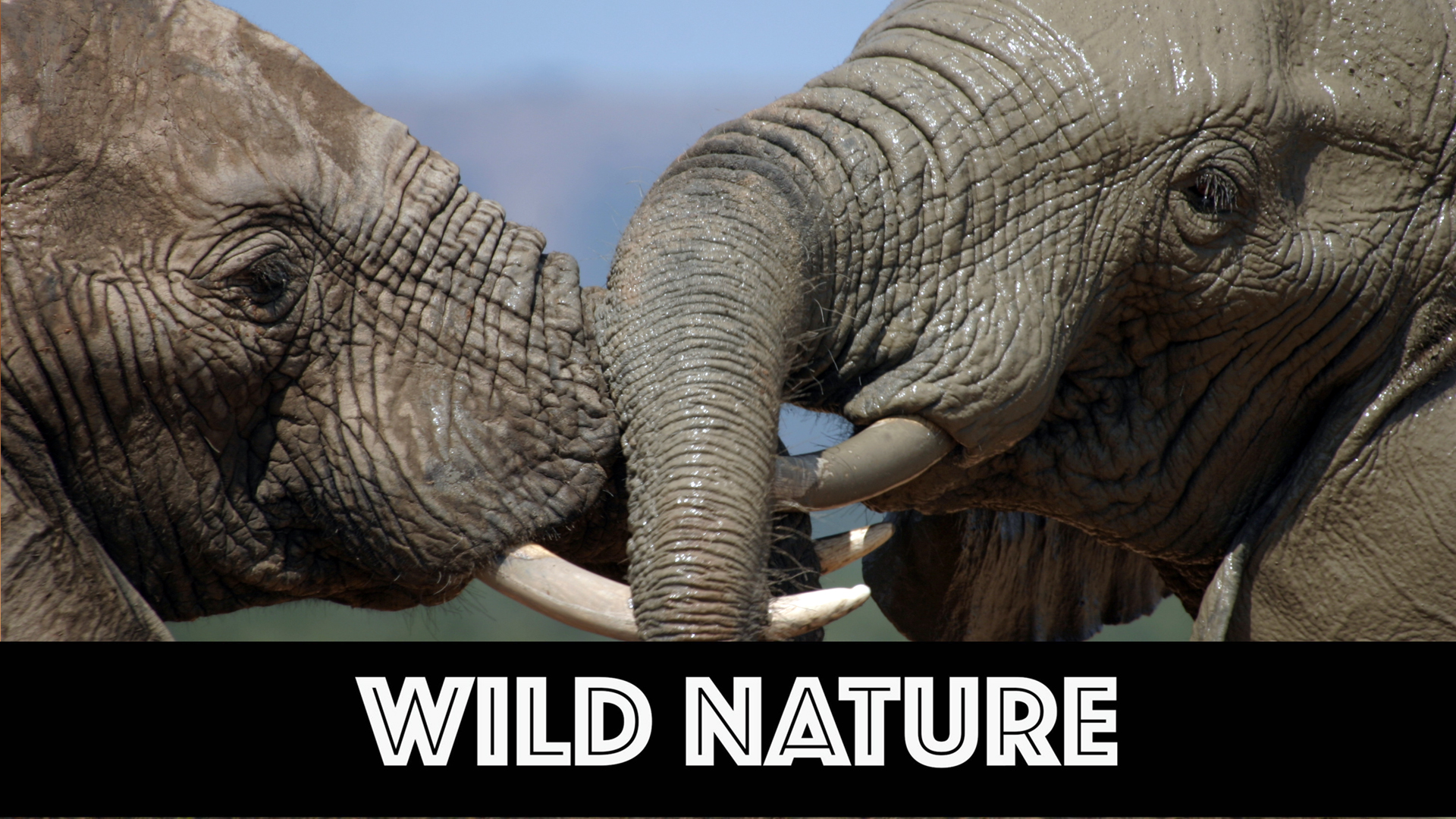 WN09 Big Bull African Elephants