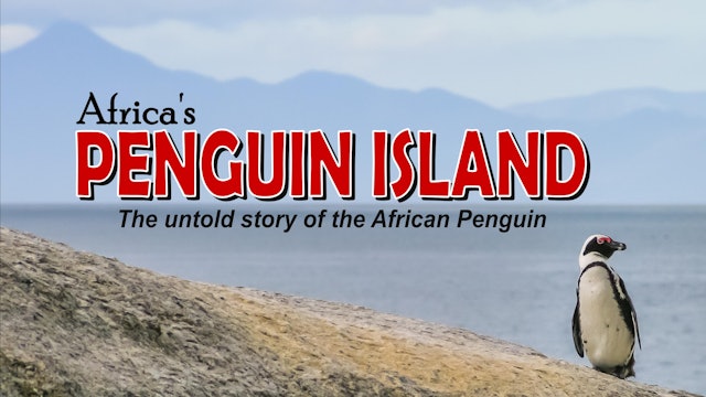 Africa's Penguin Island