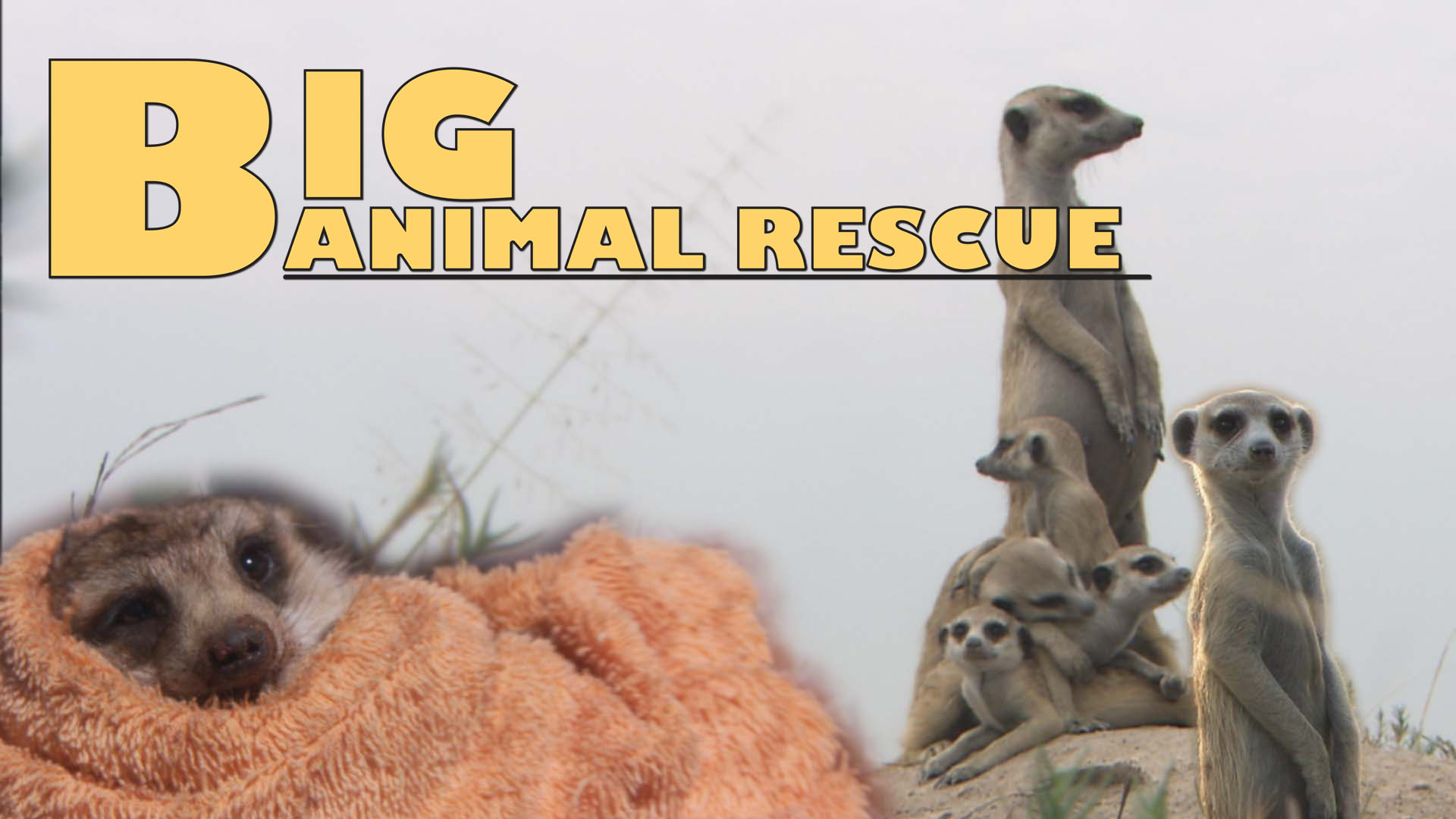 BAR09 - Meerkat Rescue