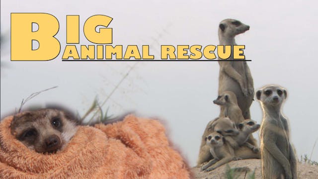 BAR09 - Meerkat Rescue