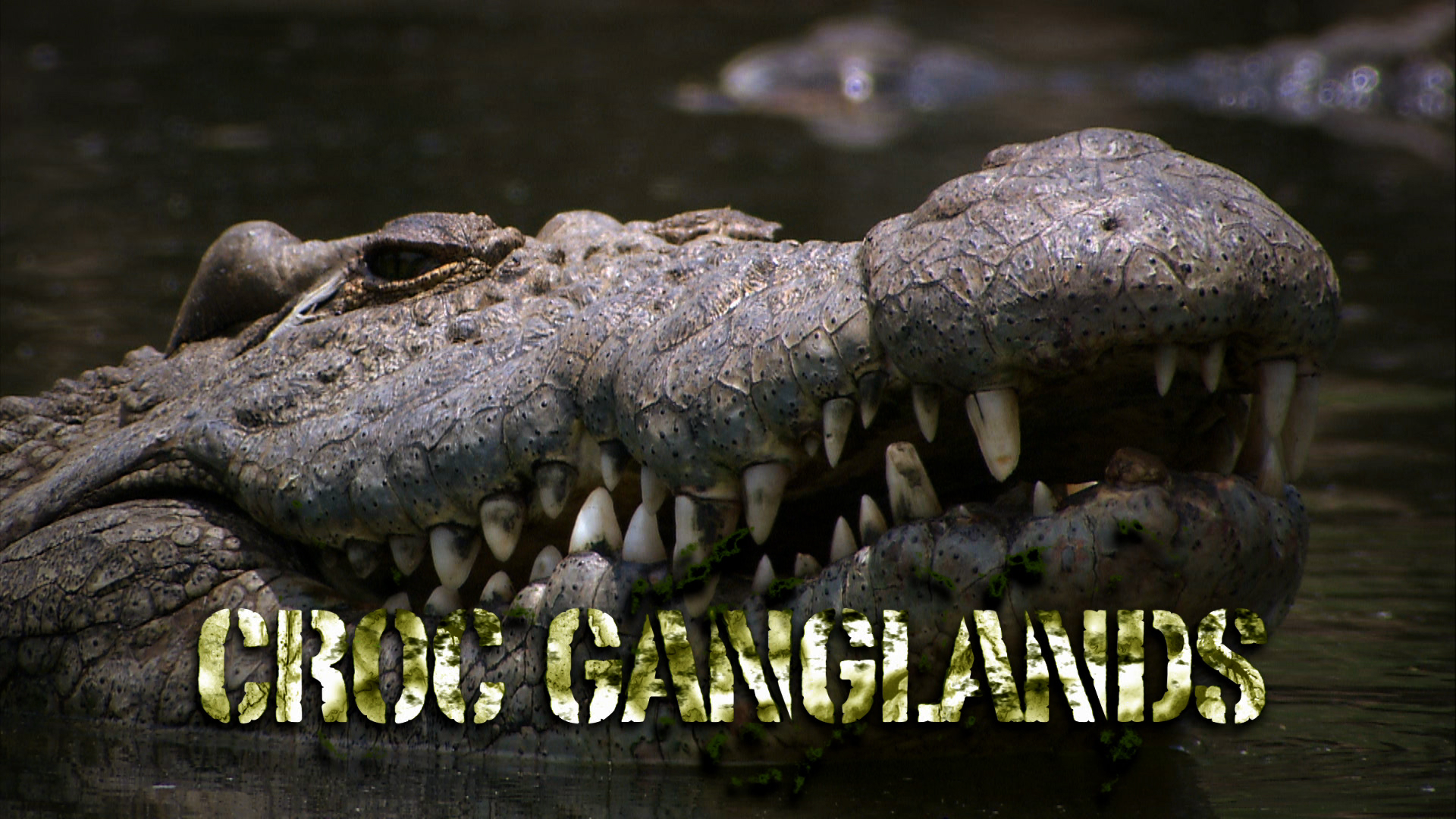 Croc Ganglands