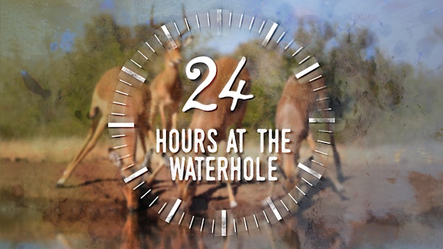 24 Hours at the Waterhole