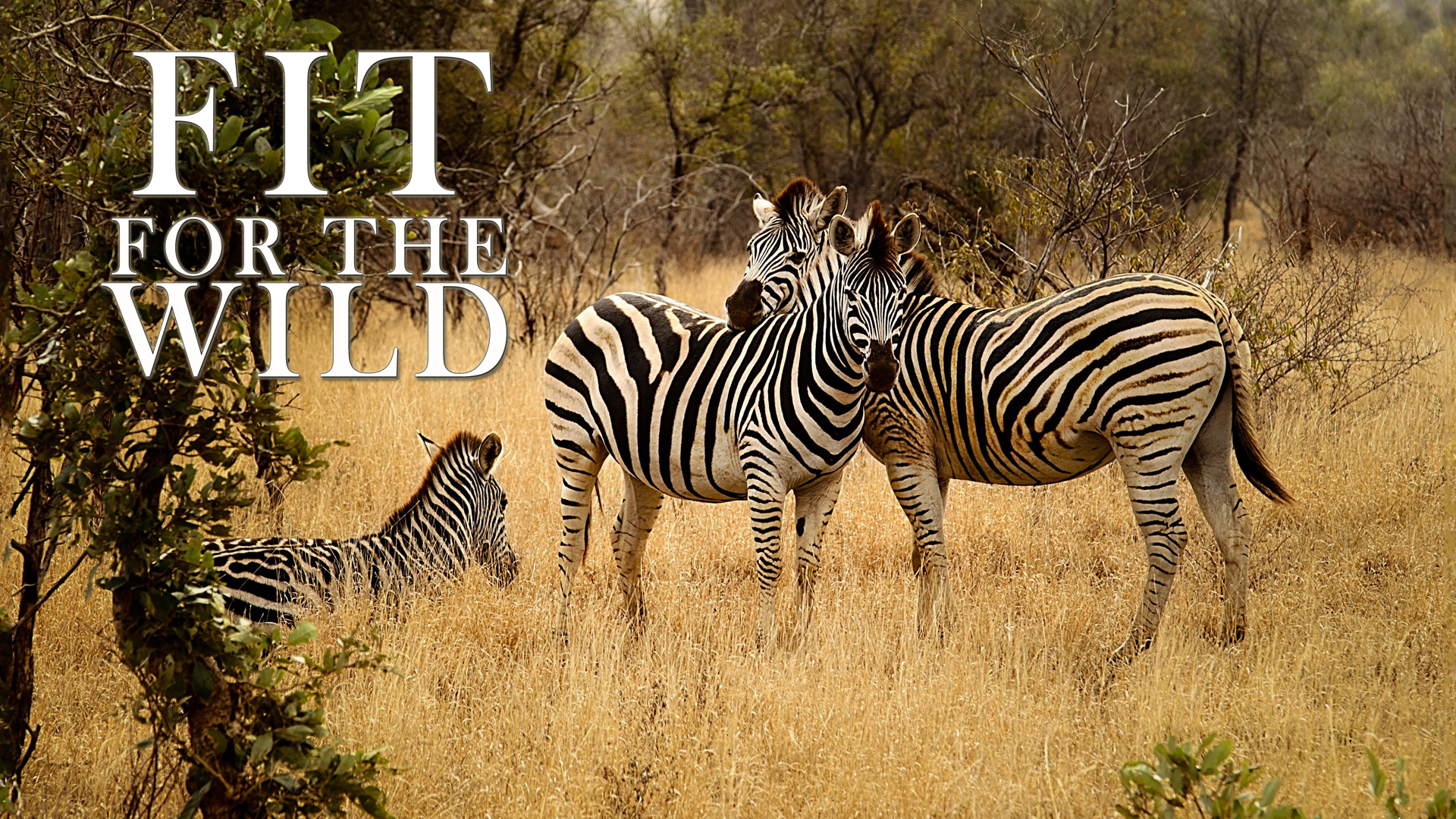 FFW01 - Adapted to the Bushveld