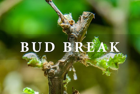 Bud break - Grapevine