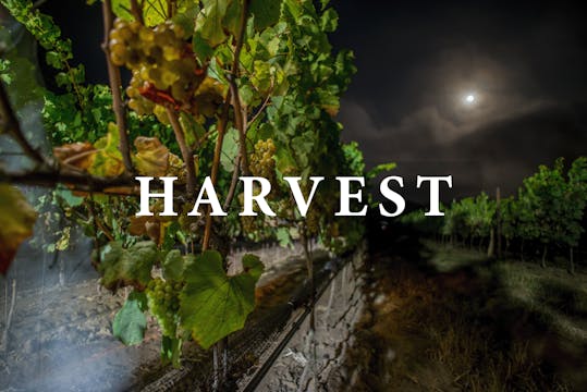 Harvest - Wine Grapes