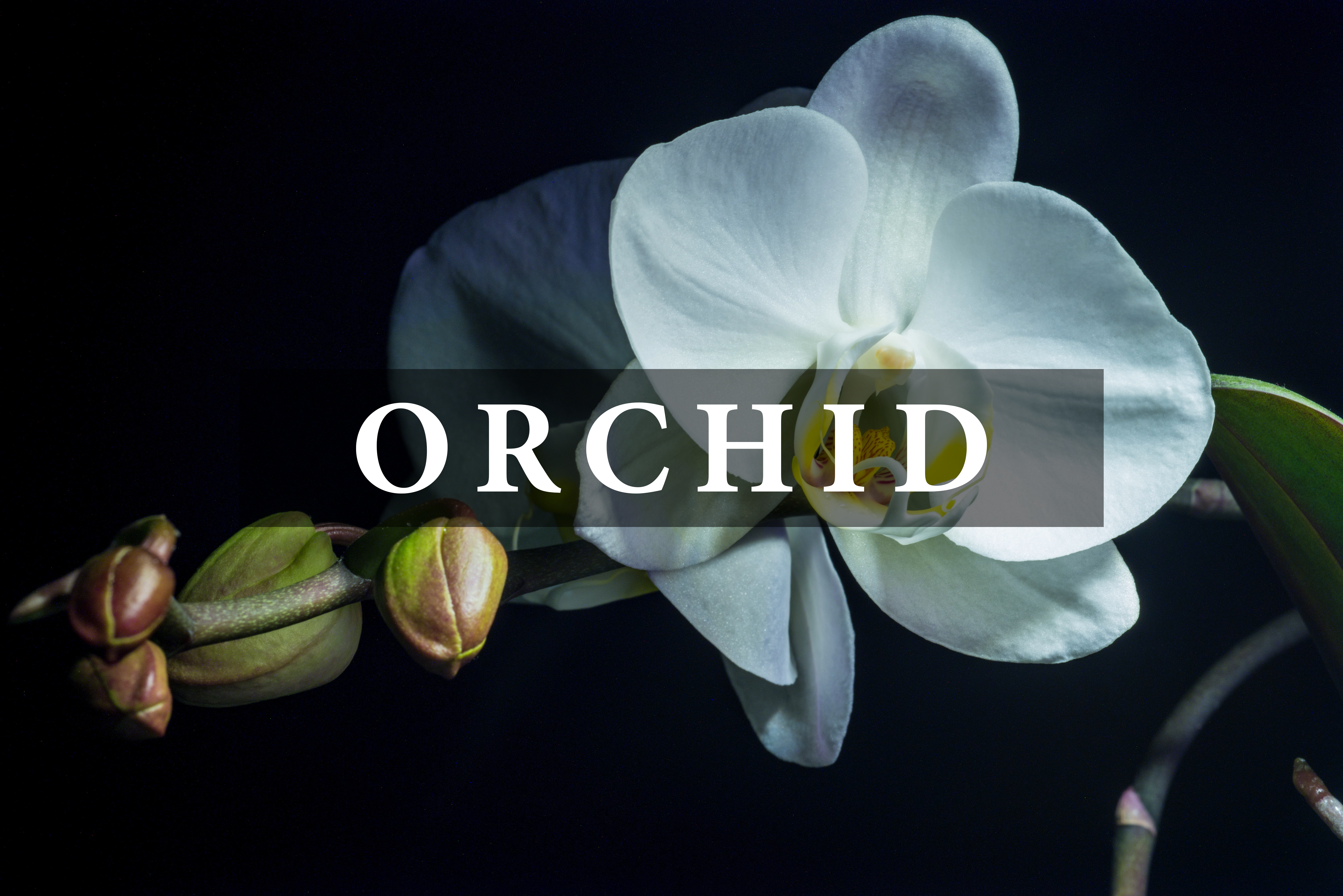 Liquid Scenery Video