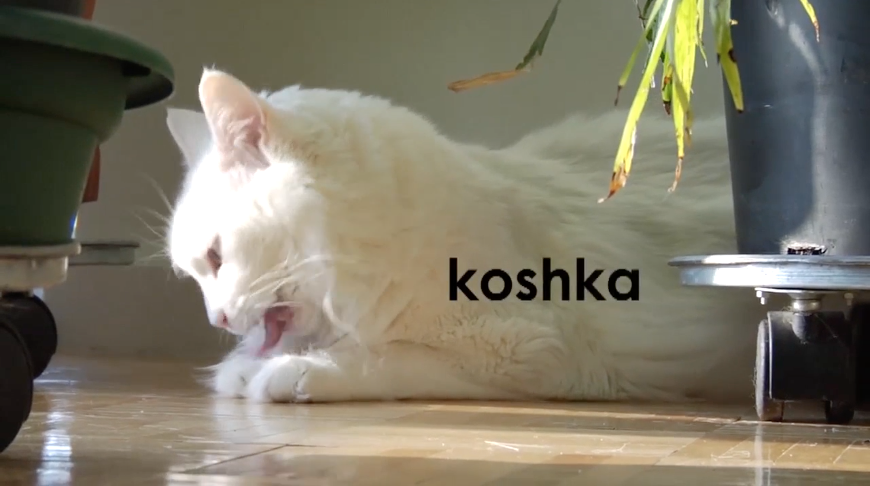 Russian Volume 1 - Episode 12