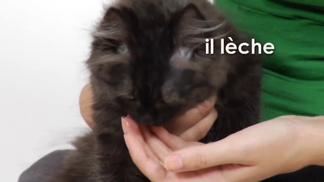 French Volume 1 - Episode 7