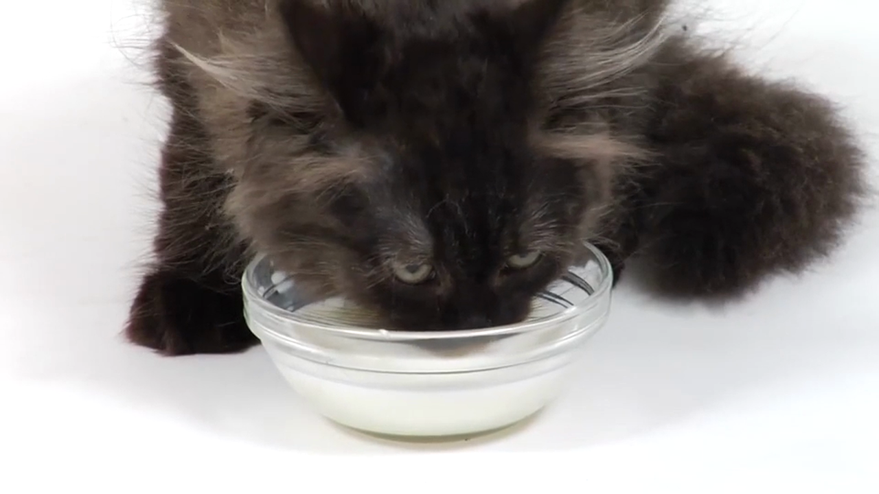 German Volume 1 - Episode 7