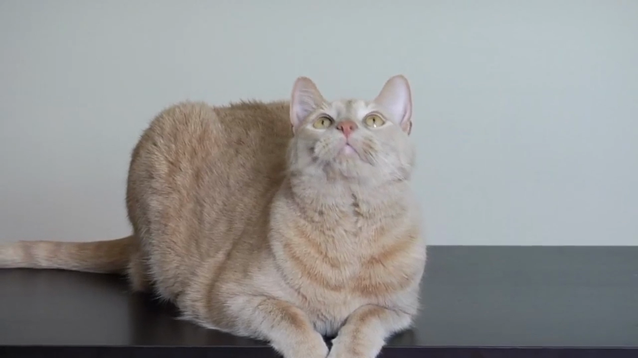 German Volume 2 - Episode 18