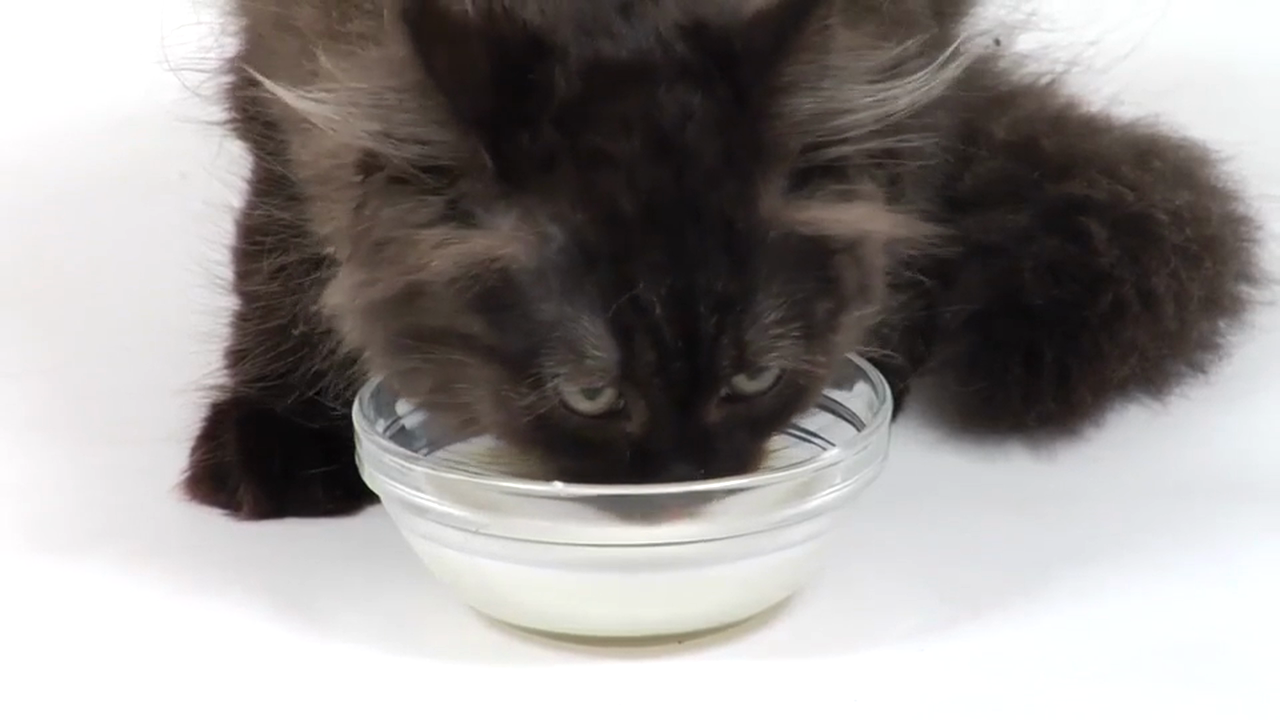 Italian Volume 1 - Episode 7