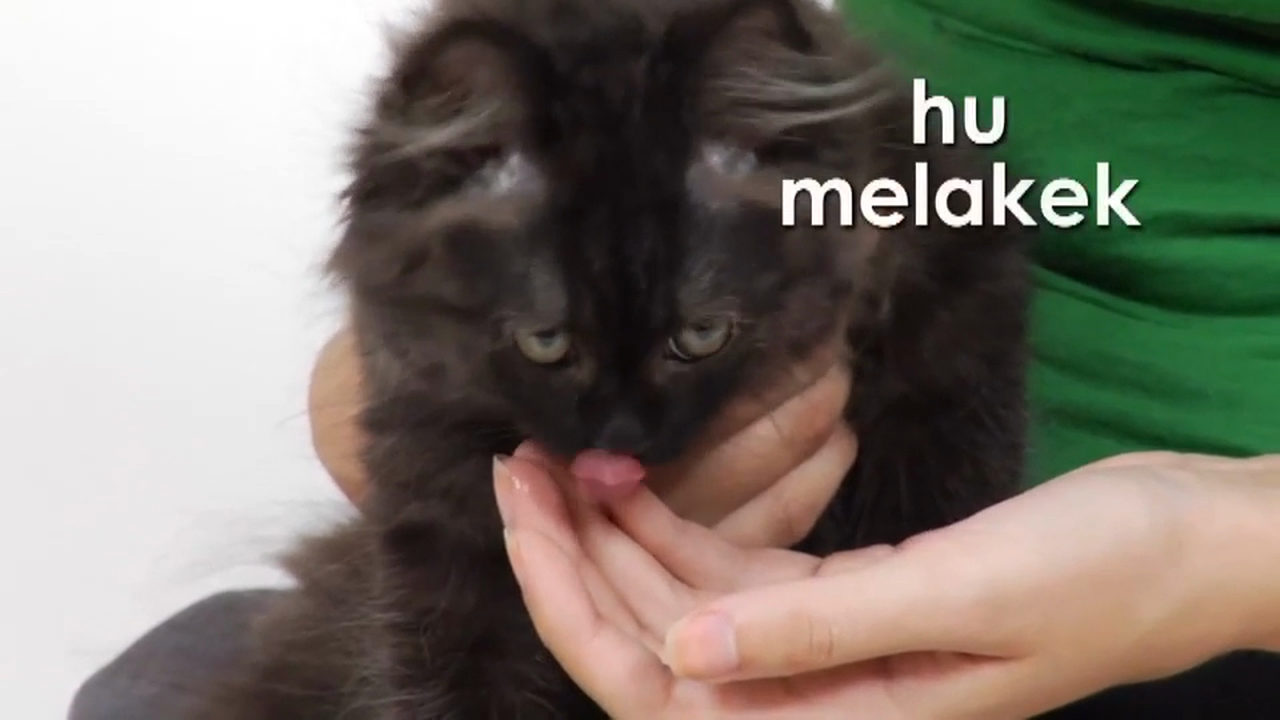 Hebrew Volume 1 - Episode 7